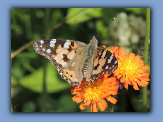 Painted Lady butterfly enjoying Orange Hawkweed in my garden on 15th June 2019 4.jpg